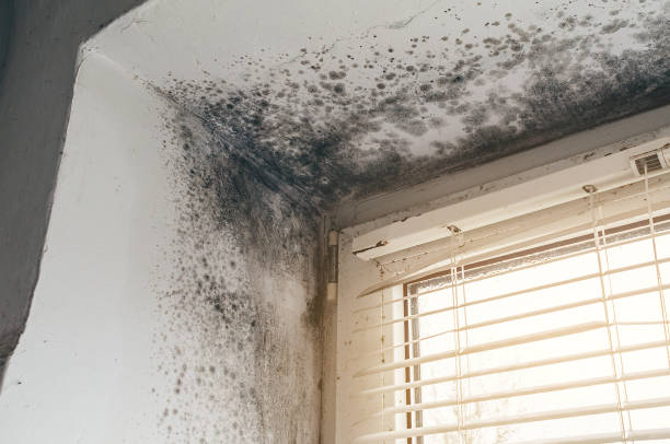 Affordable Bathroom Mold Removal solutions in Newton, TX